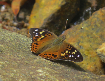 Hackberry Emperor